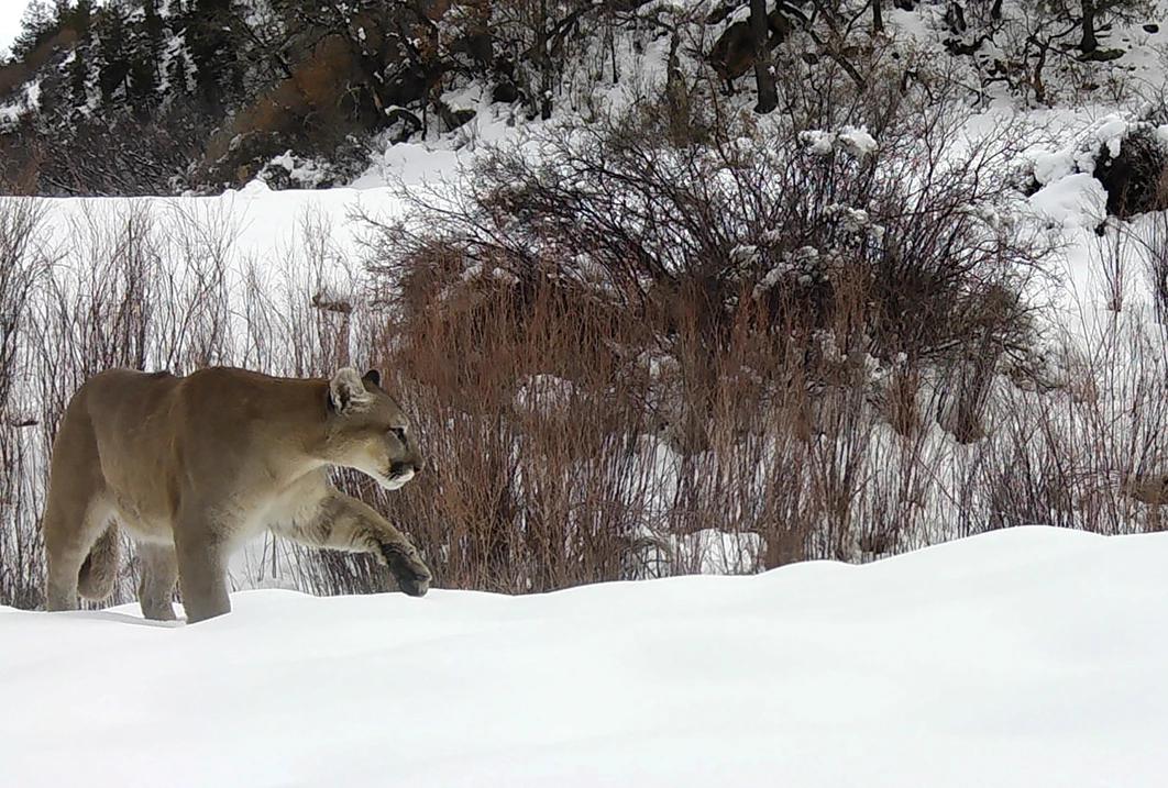 a cougar in the snow