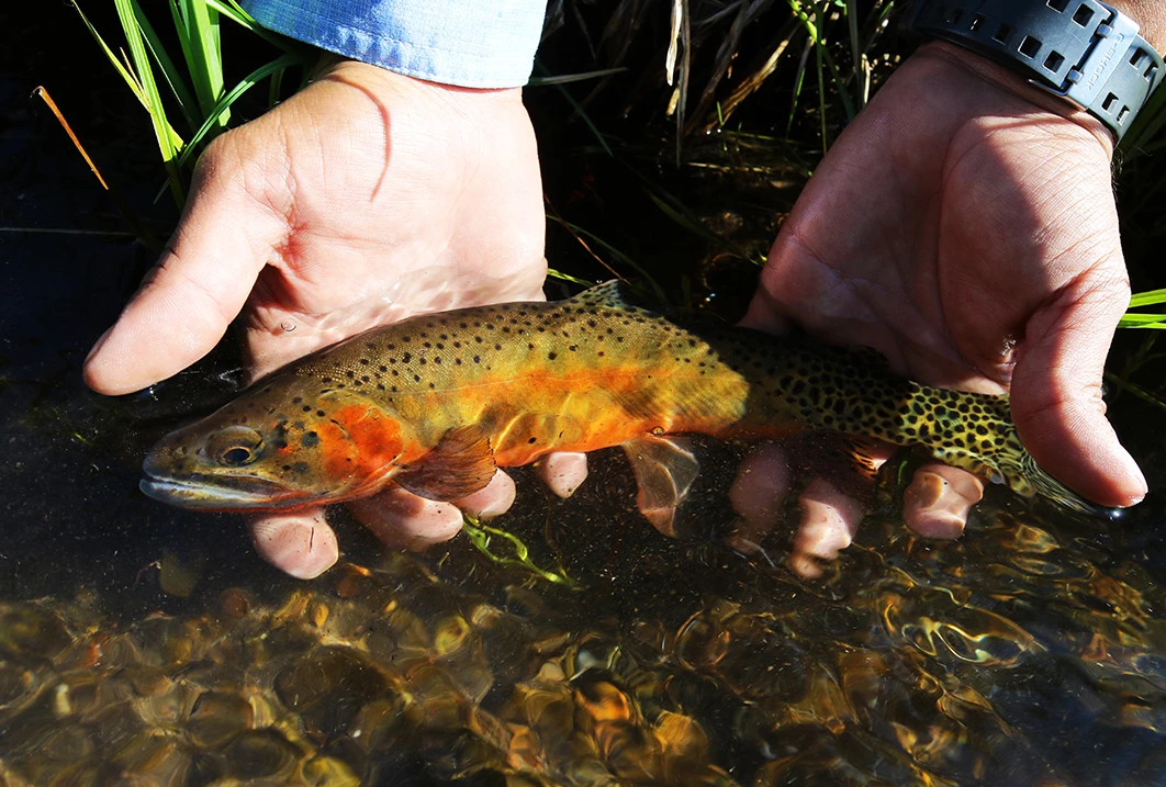 a hand holding a fish