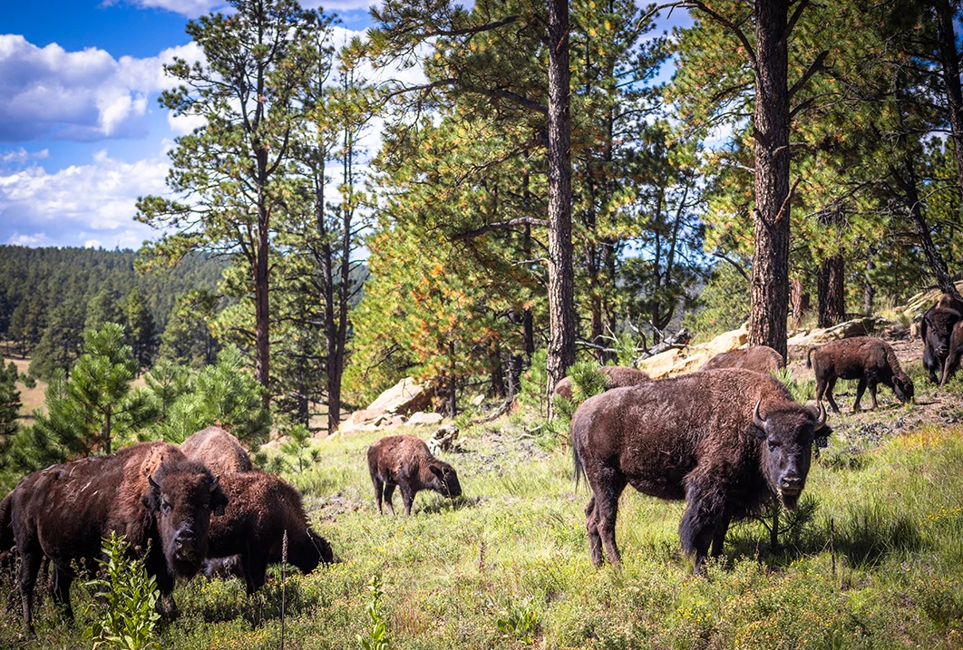 a group of buffalo grazing in a forest