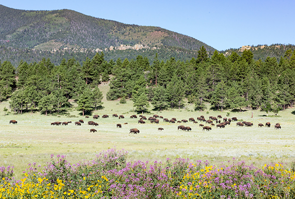 a group of buffalo grazing in a field with flowers and trees