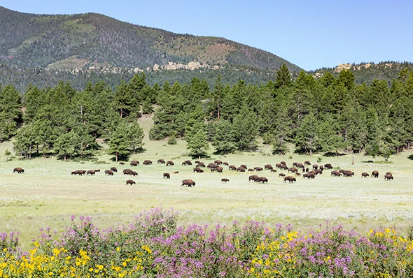 a group of buffalo grazing in a field with flowers and trees