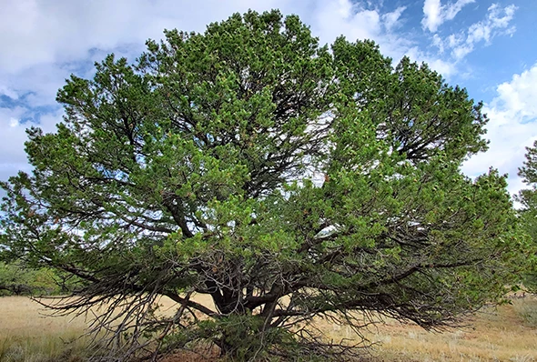a tree with many branches