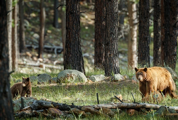 a group of bears in the woods