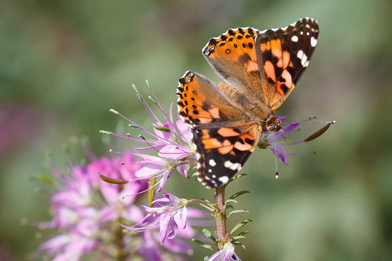a butterfly on a flower