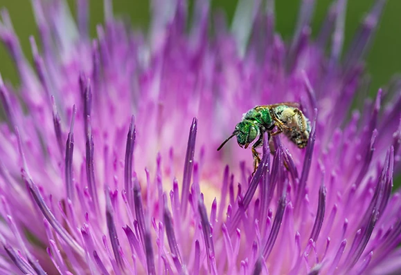 a bee on a purple flower