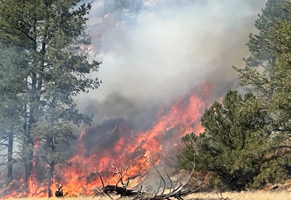a forest fire with smoke and trees