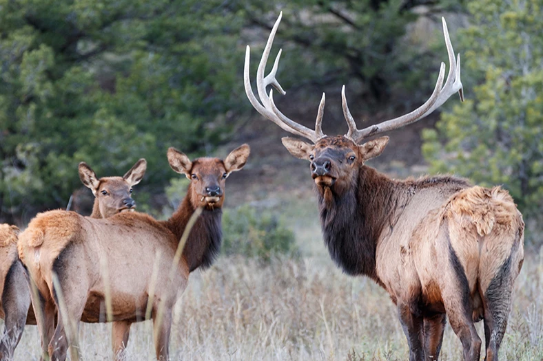 a group of elk standing in a field