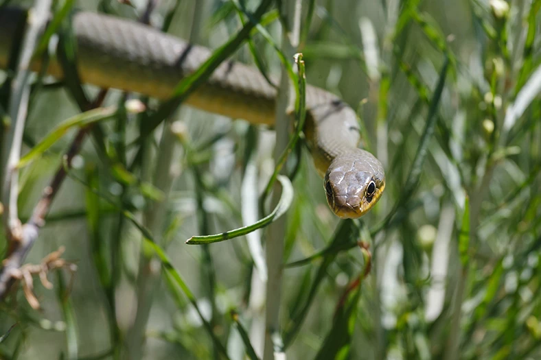 a snake on a branch