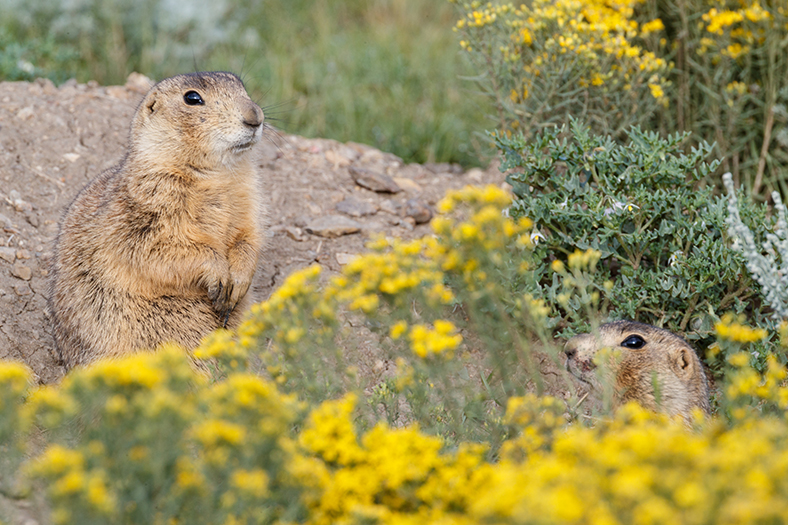 a group of animals in a field