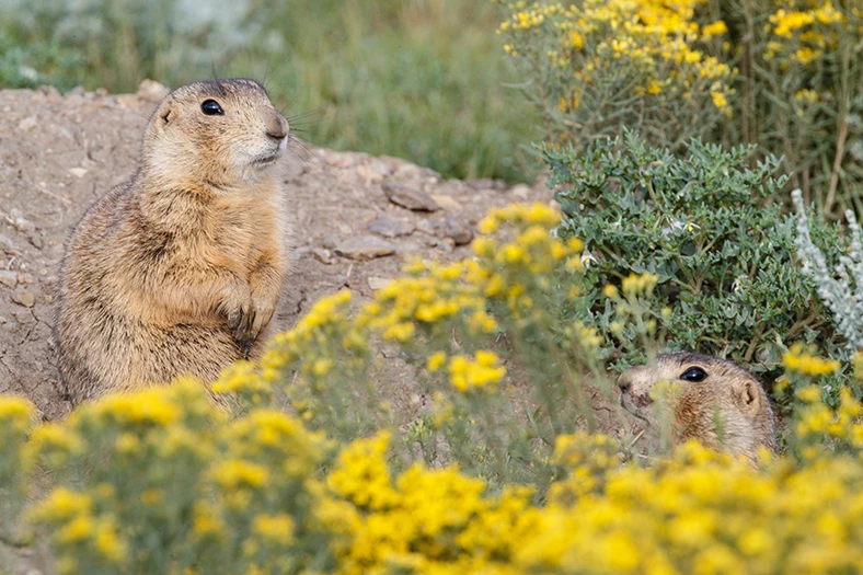 a group of animals in a field