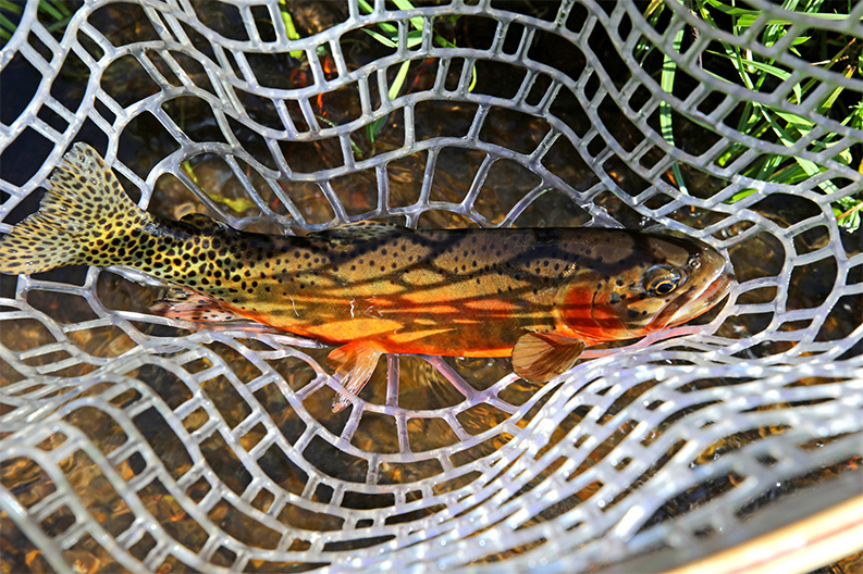 a fish in a net