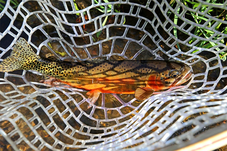 a fish in a net