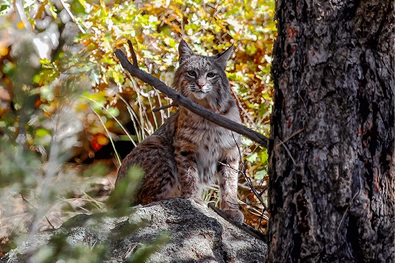 a cat sitting on a rock