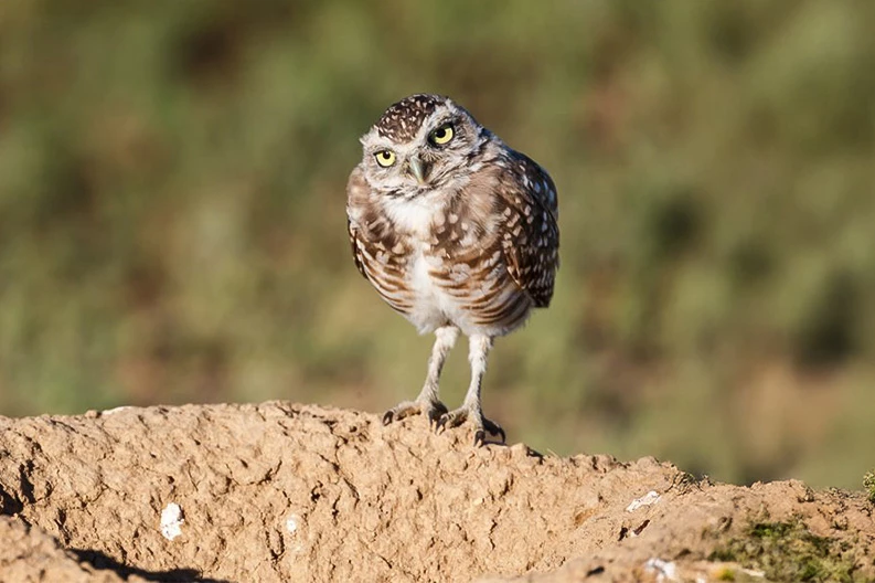 a owl standing on a rock