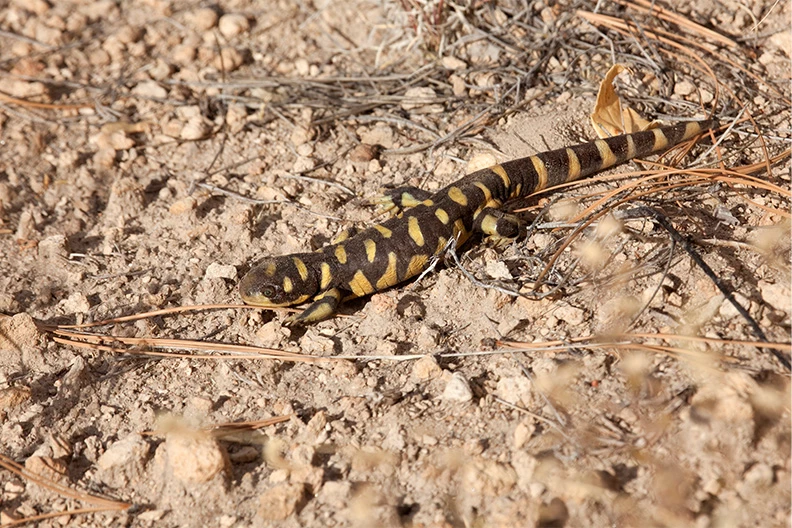 a black and yellow lizard on dirt