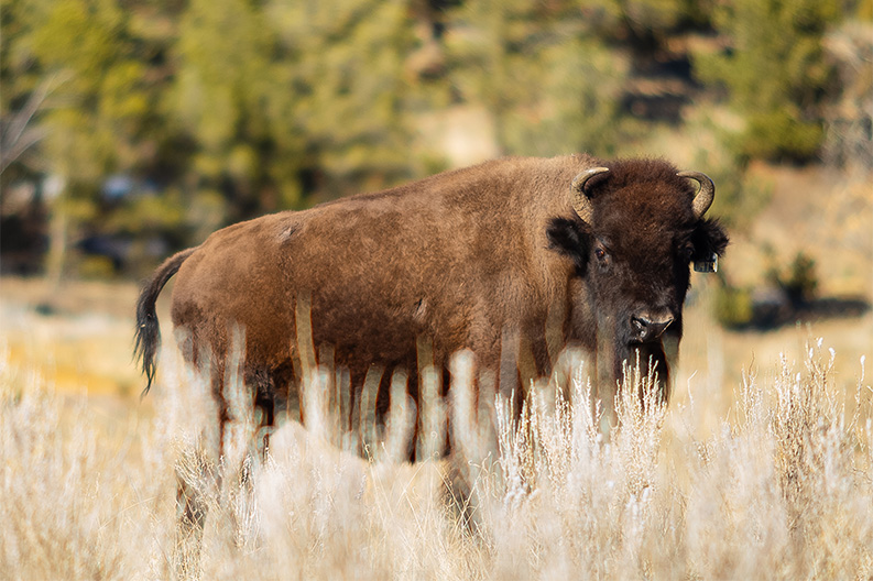 a bison standing in tall grass