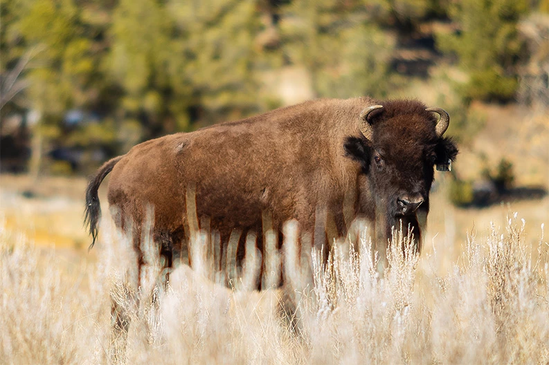 a bison standing in tall grass