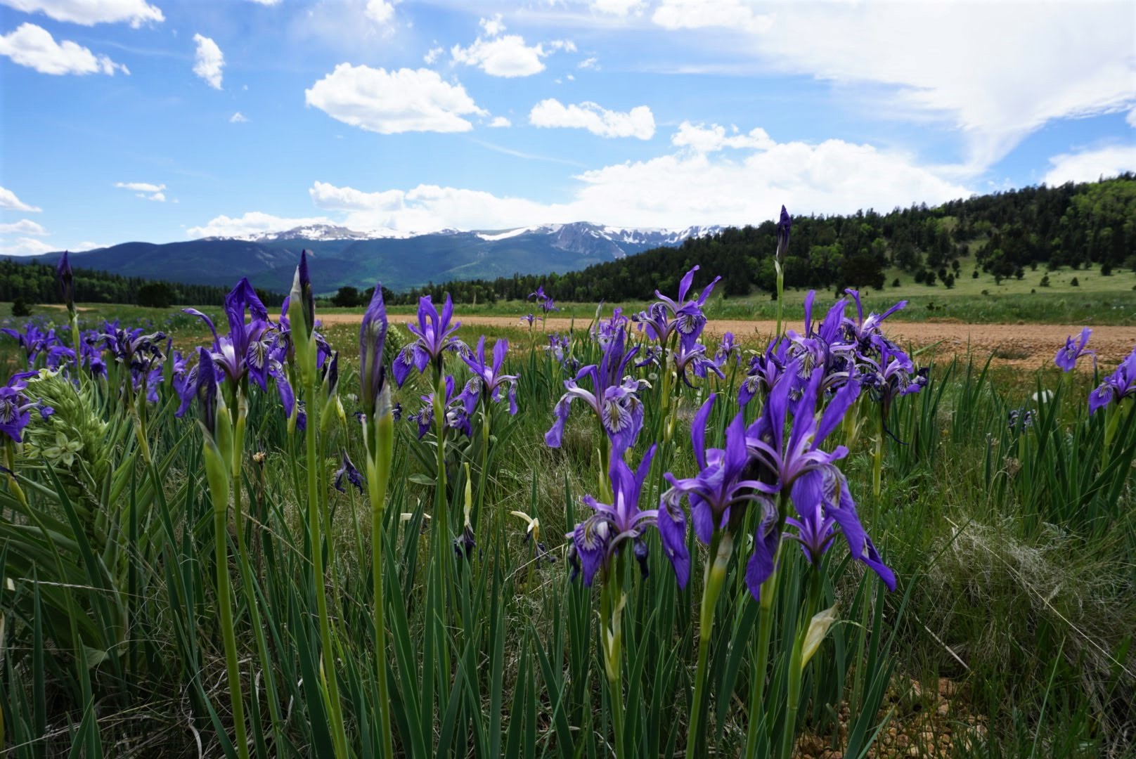 a field of purple flowers