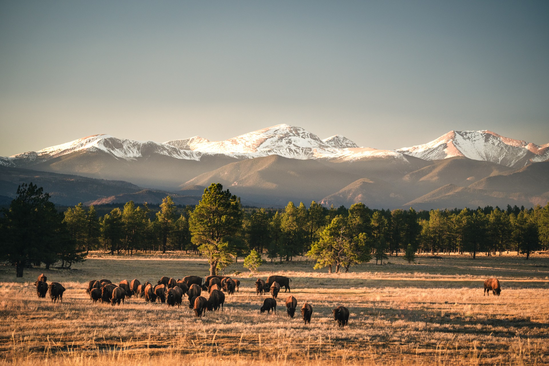 a herd of buffalo grazing in a field with trees and mountains in the background