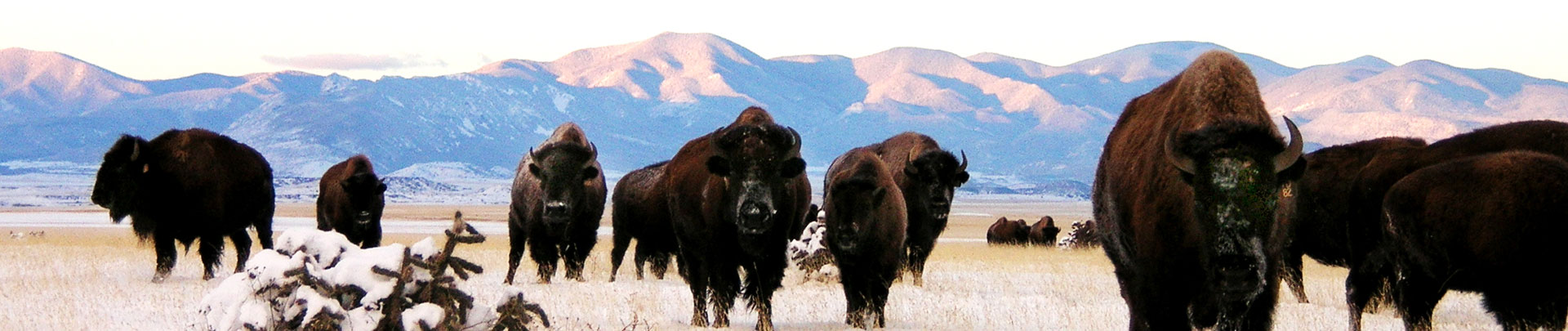 a group of buffalo standing in a field