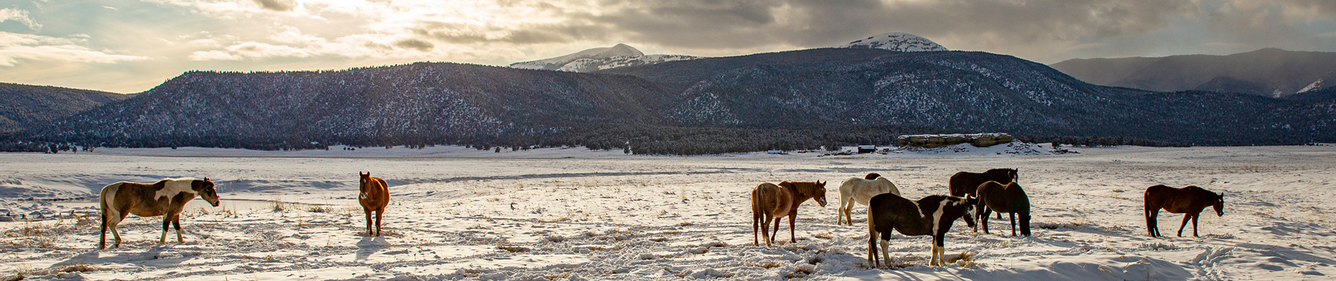 a horse standing in a snowy field