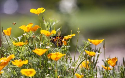 a butterfly on a flower