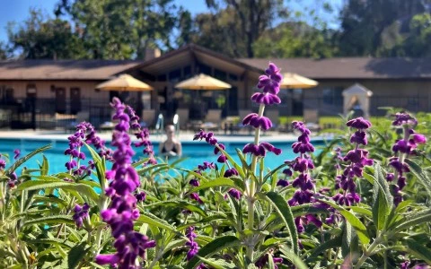 purple flowers in front of a pool