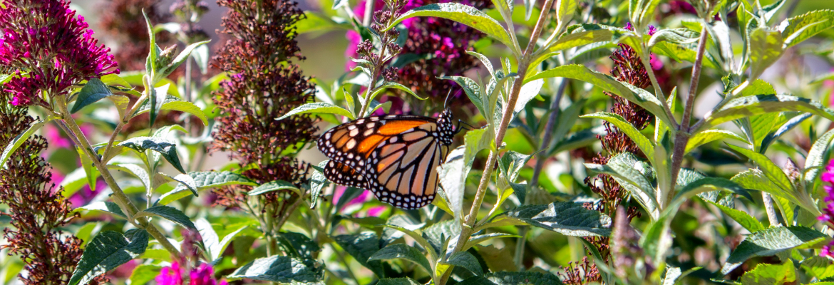 a butterfly on a plant