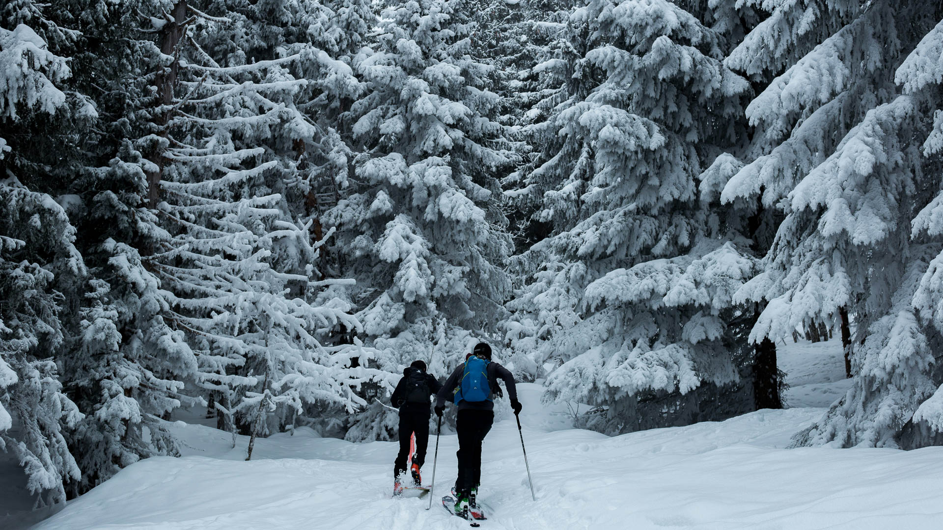 a group of people skiing in the snow