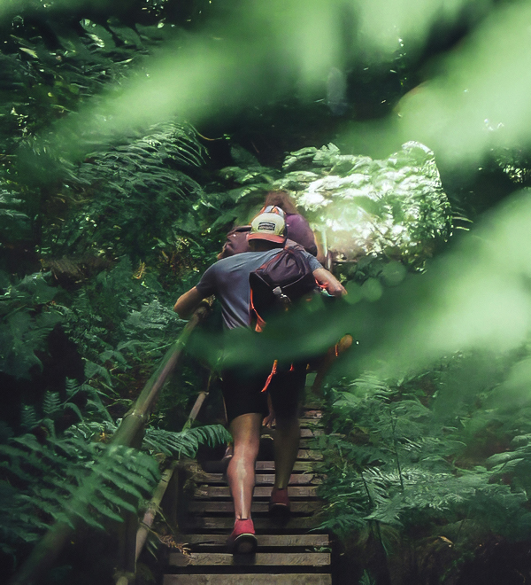 a group of people climbing a wooden staircase in the woods