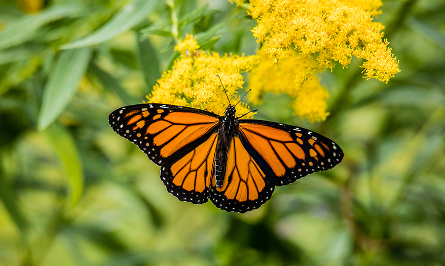 a butterfly on a flower