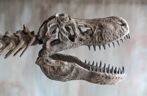 t rex skull