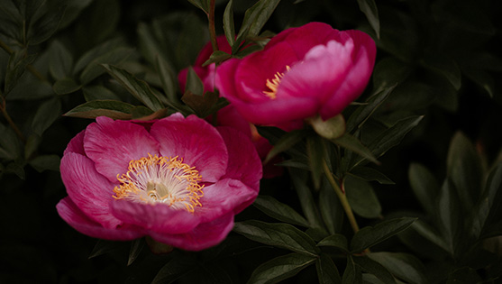a close up of a flower