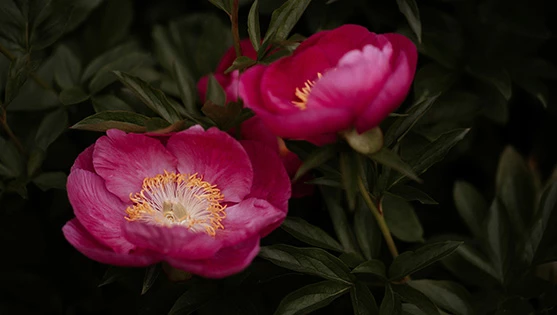 a close up of a flower