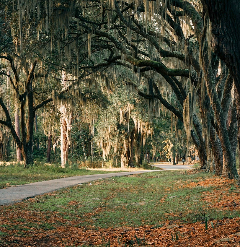 a path through a forest
