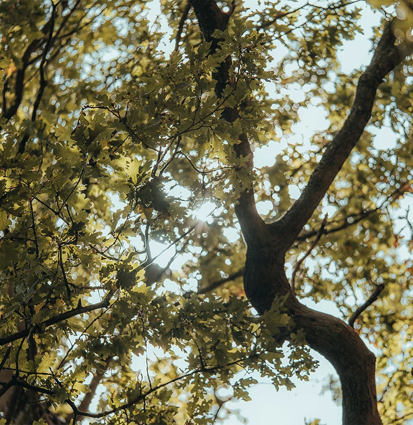 a tree with green leaves