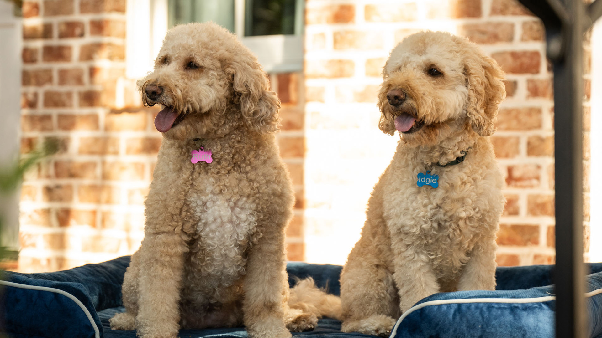 two dogs sitting on a bed
