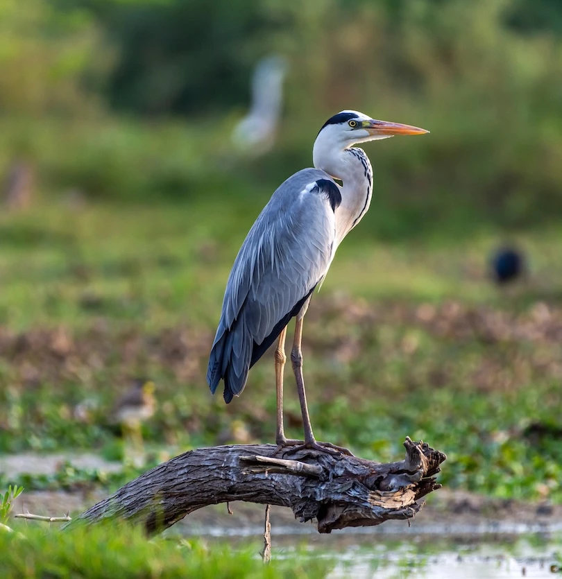 a bird standing on a log