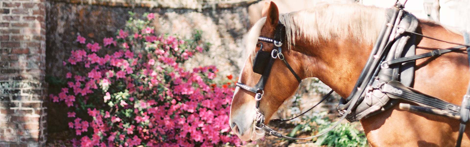 a horse with a bridle