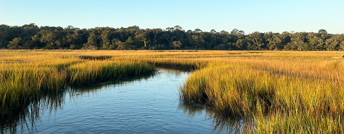 a river running through a marsh