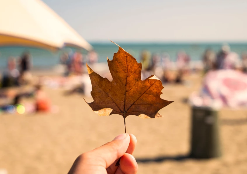 a hand holding a leaf