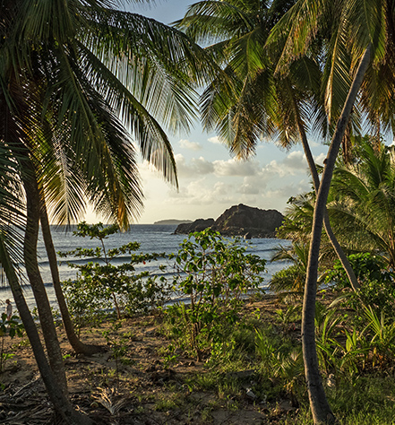 palm trees on a beach