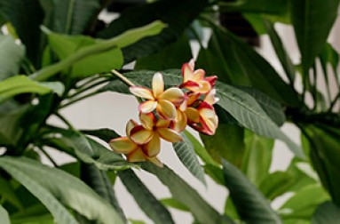 a group of flowers on a plant