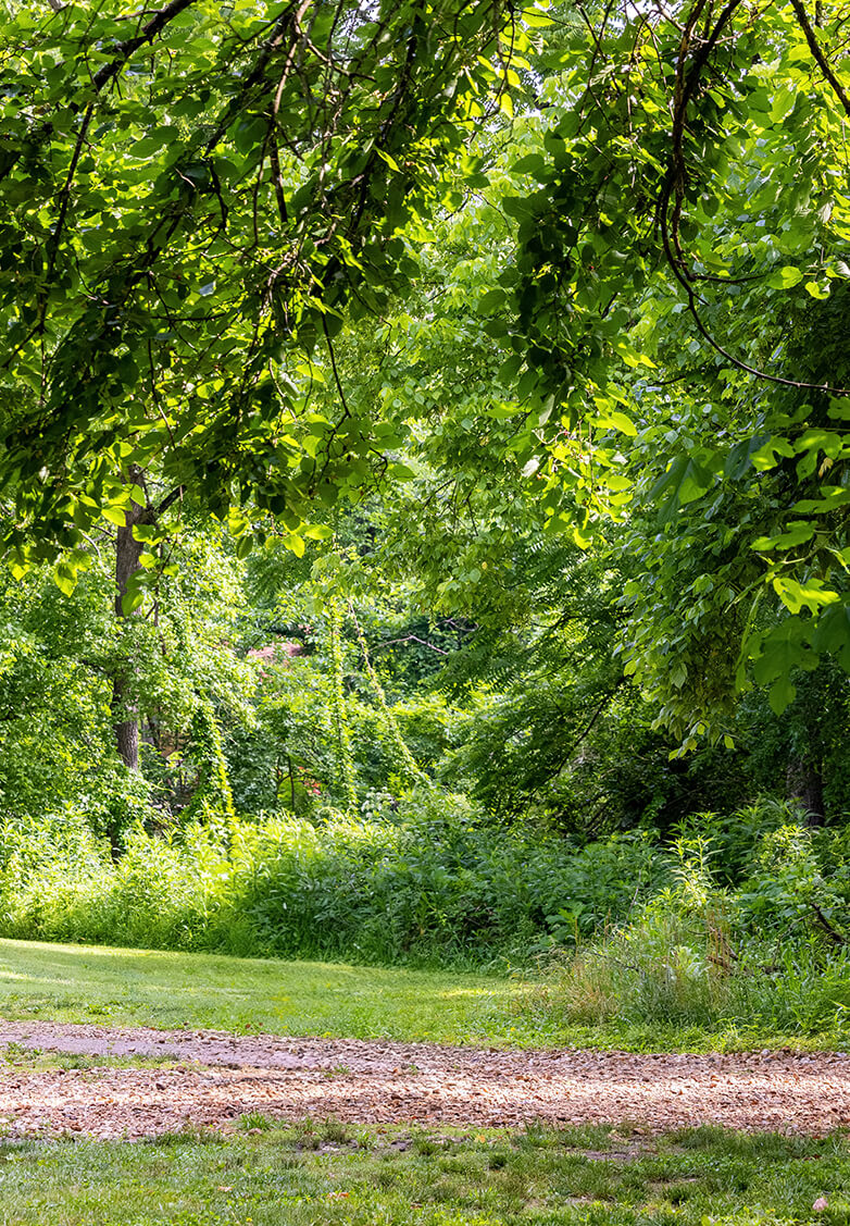 a green forest with trees and grass
