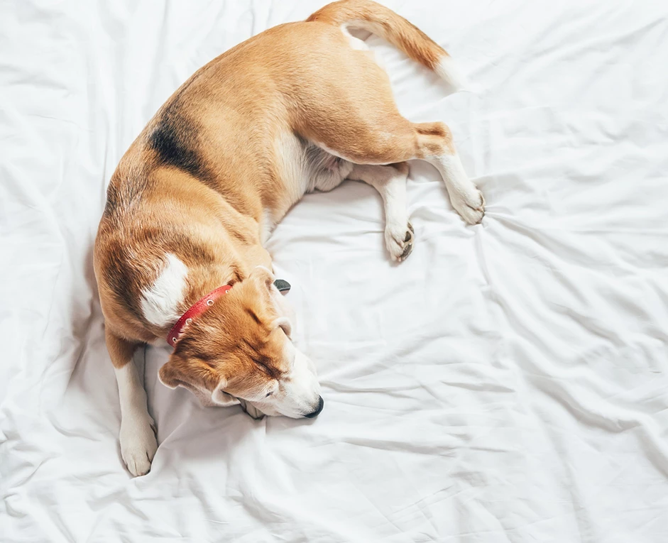 a dog lying on a bed