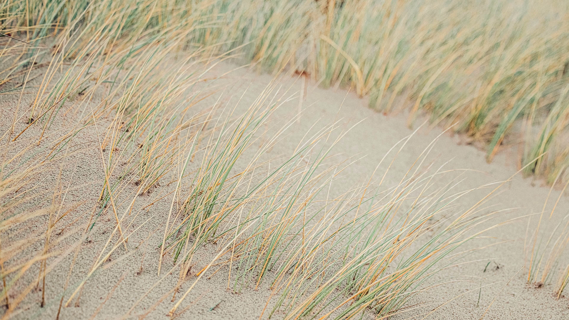 a close up of grass