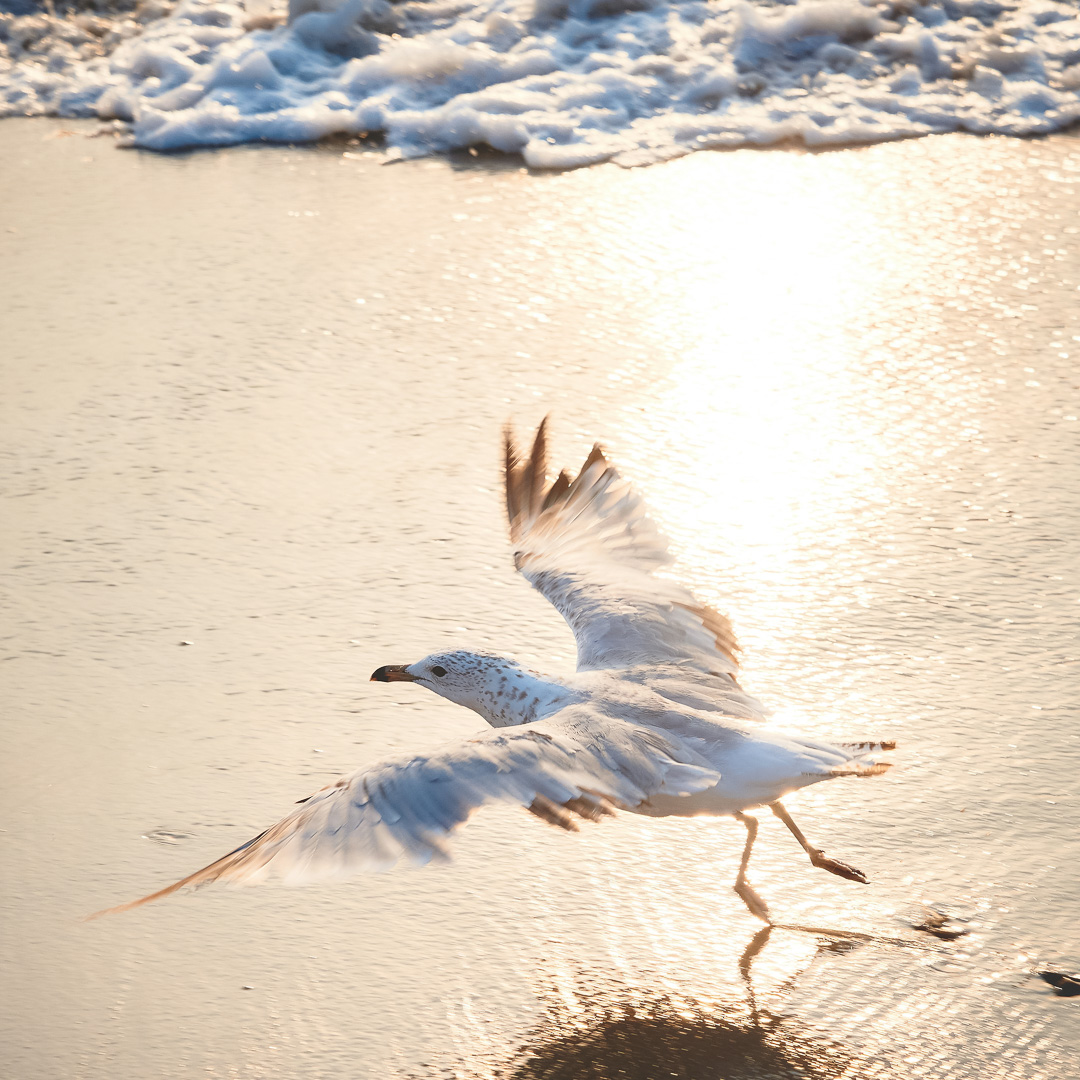 a bird flying over water