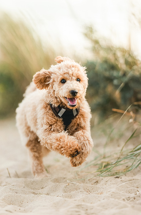 a dog running on the sand