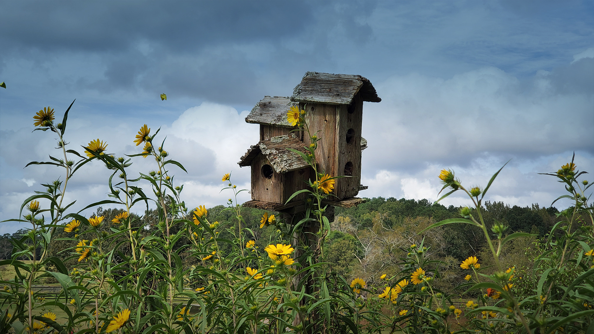 A birdhouse and tall flowers.