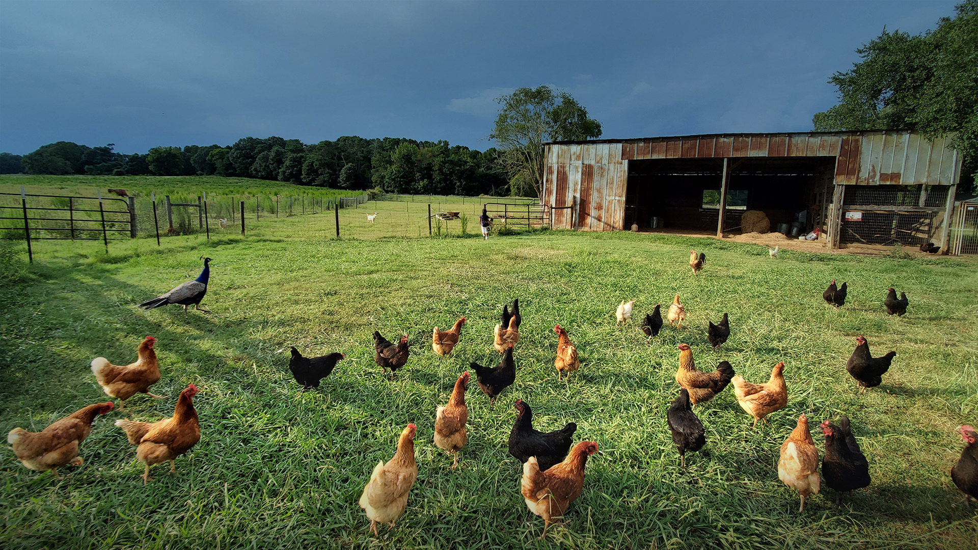 An enclosed area with lots of brown and black chickens.